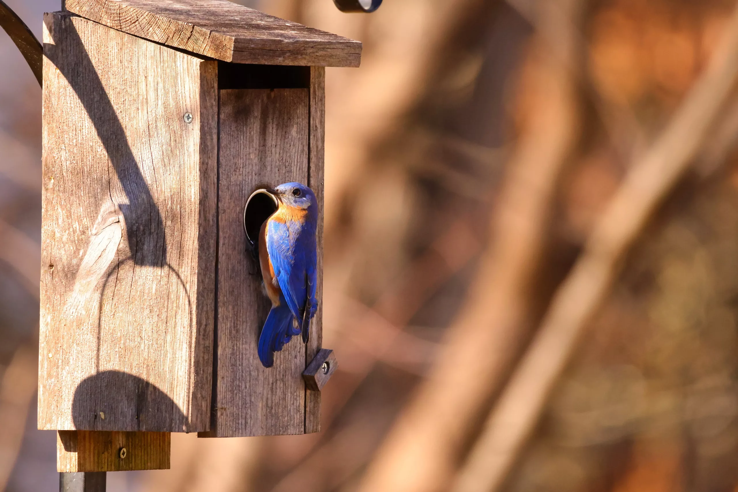 Harmony Auburn | Bluebird entering a bird house at the bluebird apiary